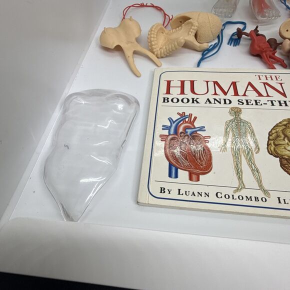 Vintage The Human Body Book And See-Through Model- Human Skeleton Kit - Picture 7 of 11